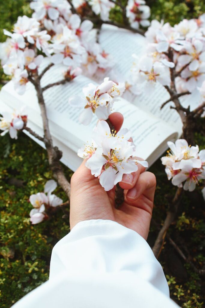 Cherry blossom