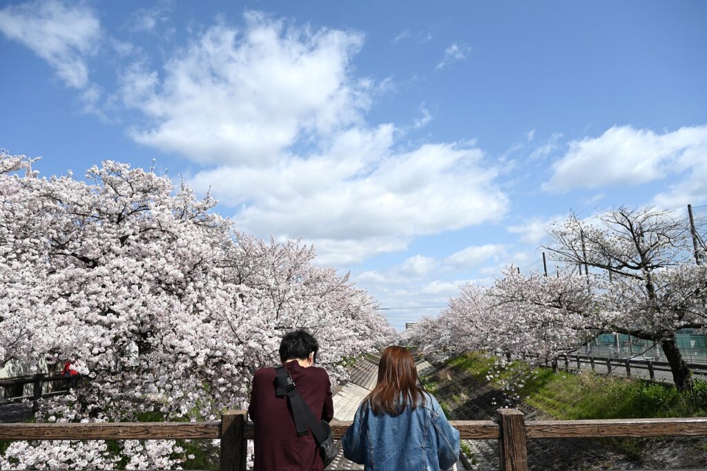 cherry blossoms, lover, beautiful flowers, happy, natural, flowers, cherry blossoms, cherry blossoms, nature, cherry blossoms, cherry blossoms, flower background, cherry blossoms, lover, lover, flower wallpaper, lover, lover, happy