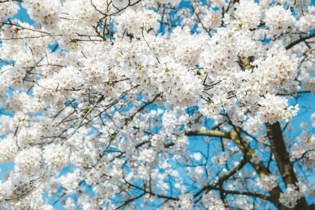 blossom, cherry blossom, spring, tree, branch, sea of flowers, ornamental cherry, blooming, romance, spring awakening, nature, blossom, cherry blossom, cherry blossom, cherry blossom, cherry blossom, cherry blossom, spring