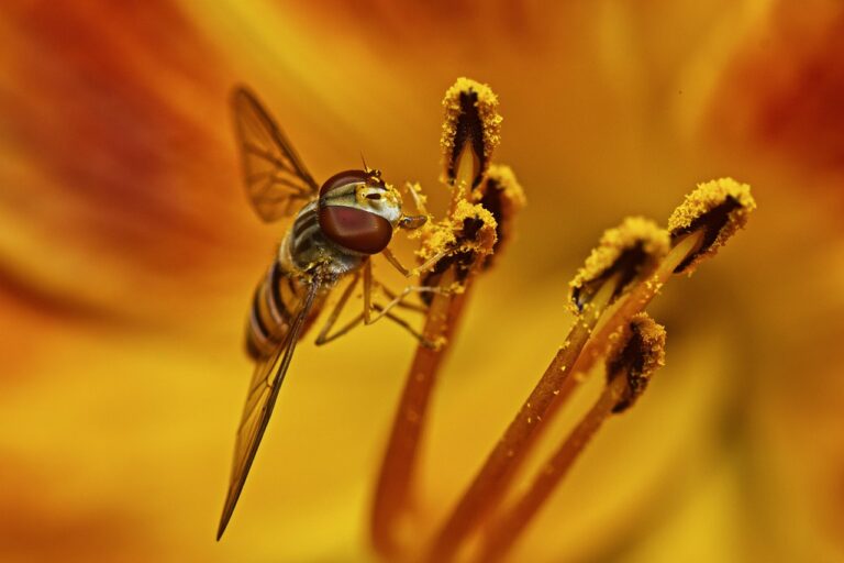 Pollen Concentrations